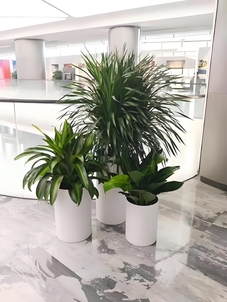 花卉租赁选宁波海曙，实惠价格超诱人！